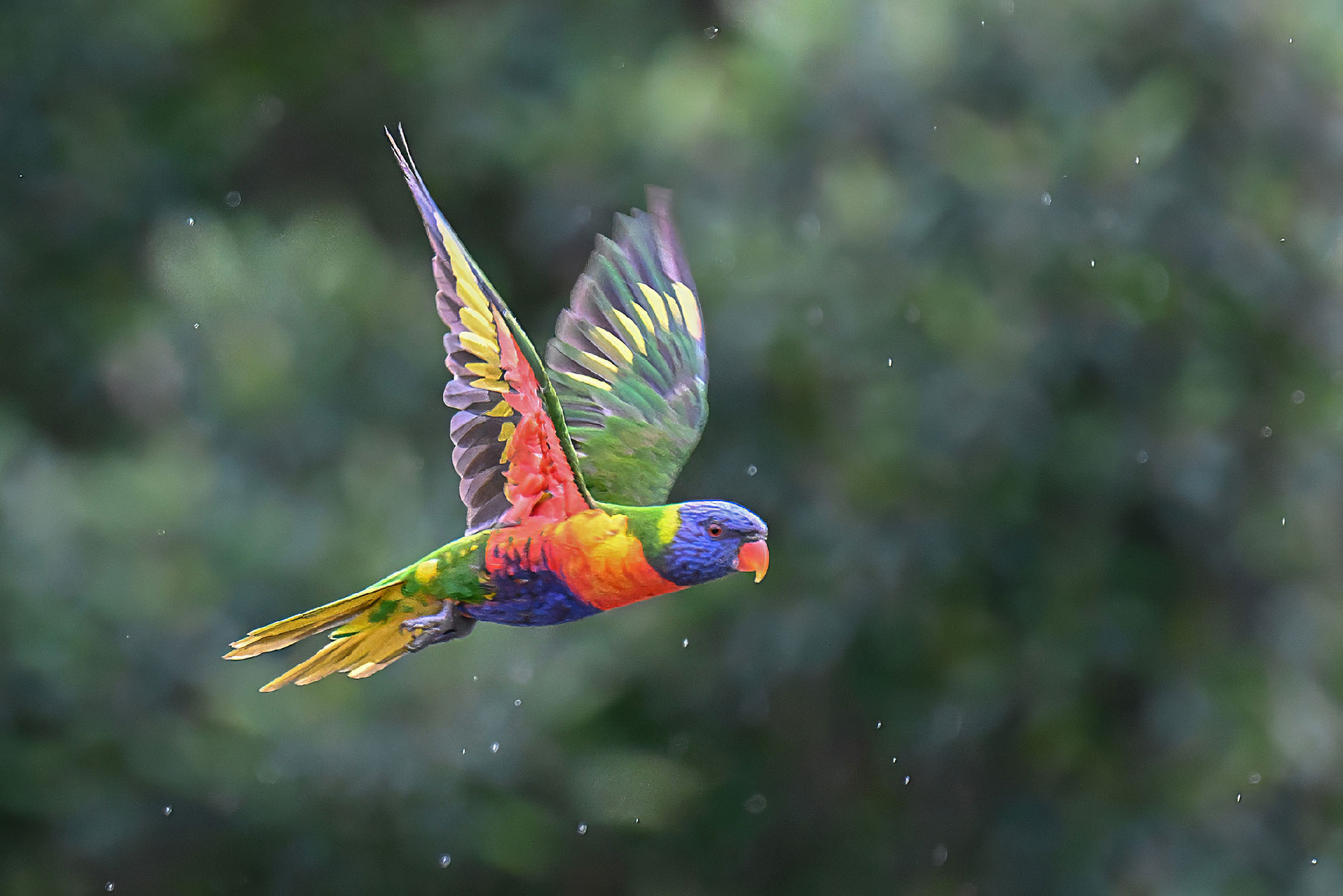 Rainbow lorikeet in flight