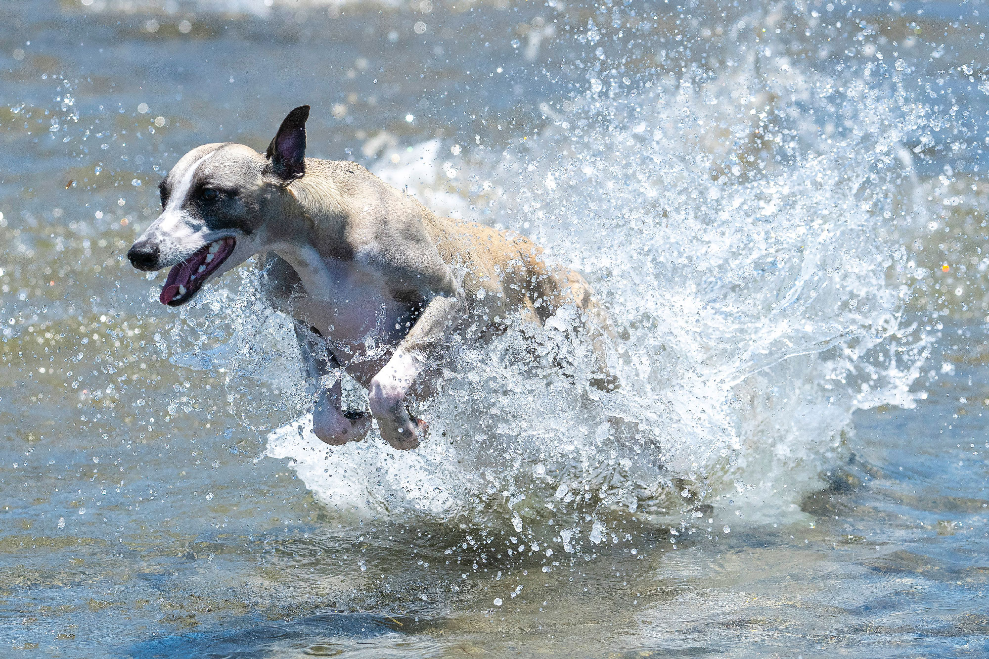 Dog sprinting through water
